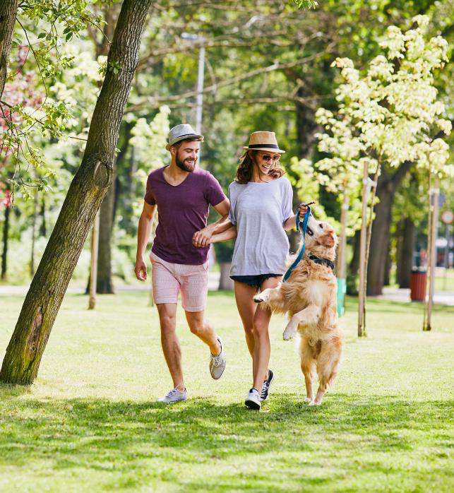 Couple walking in park with golden retriever, enjoying sunny day outdoors.